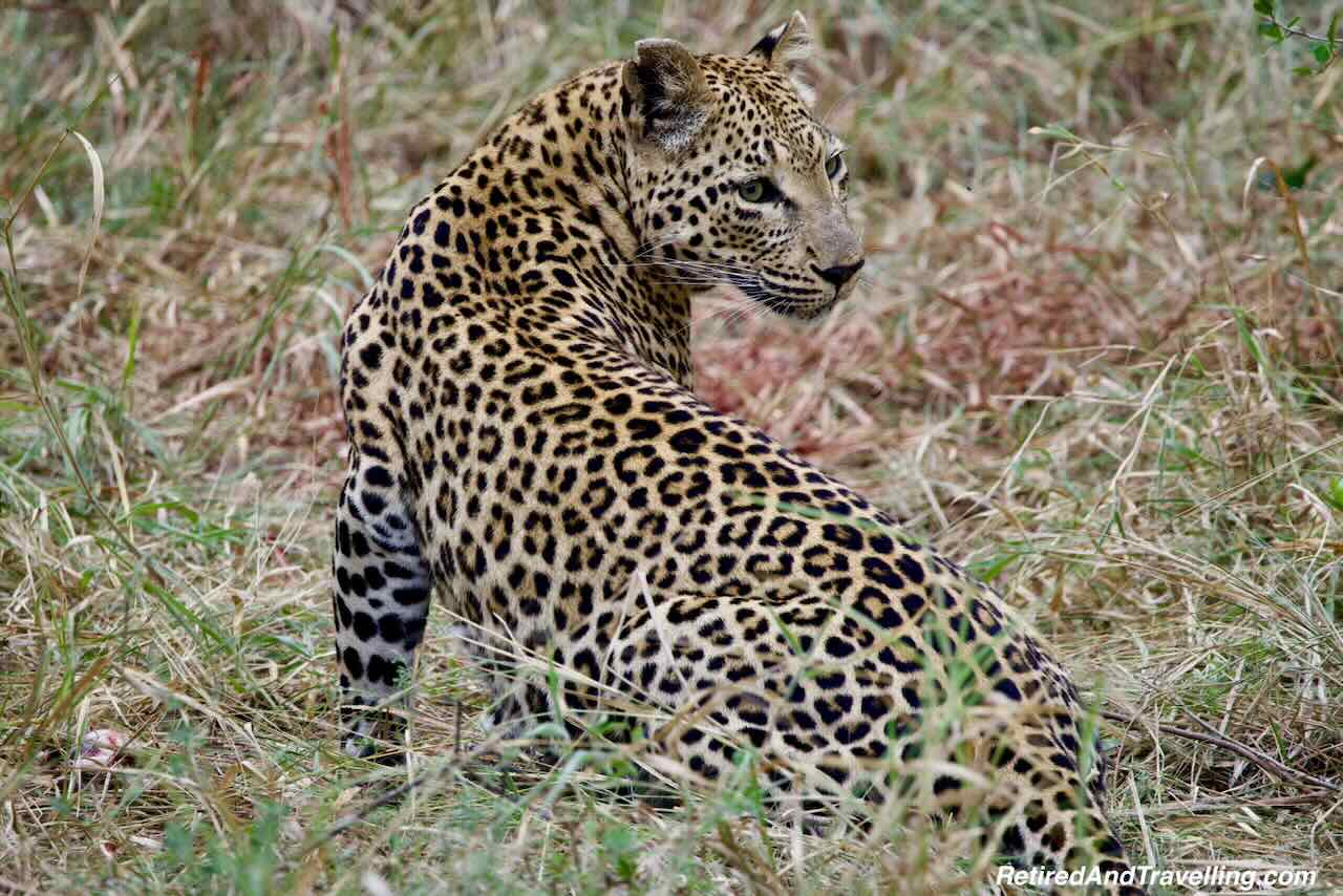 Leopard Fresh Kill