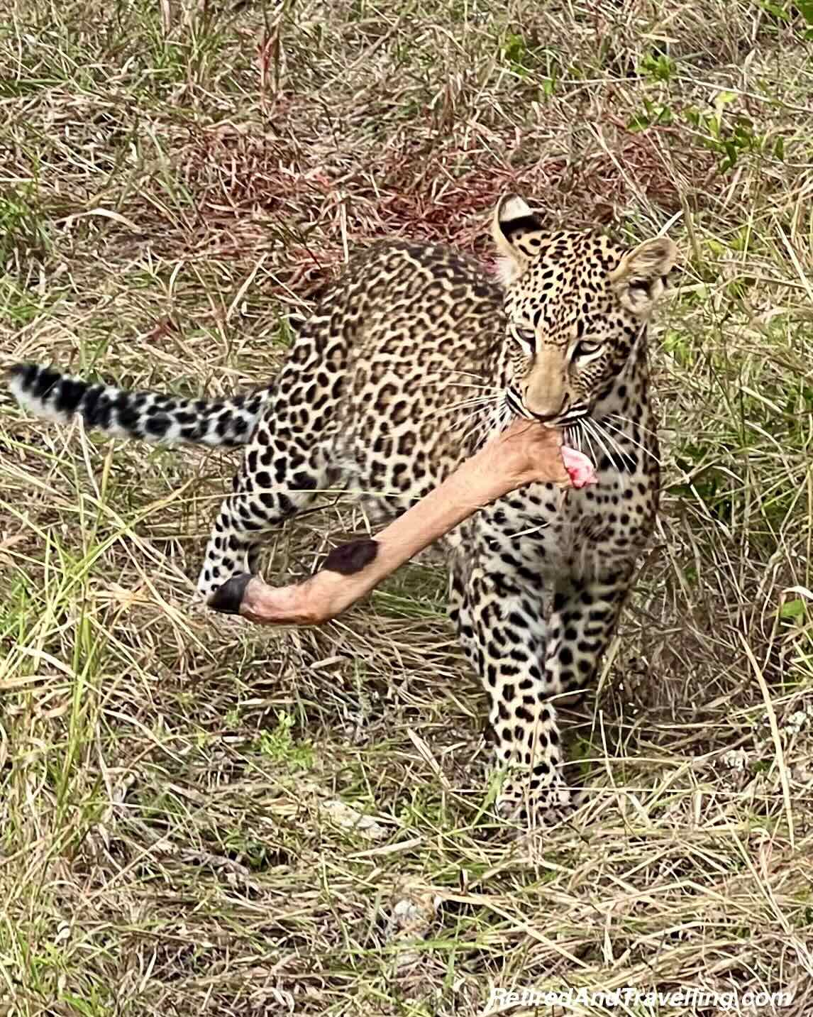 Leopard Fresh Kill - Close Animal Encounters At Sabi Sabi Private Game Reserve
