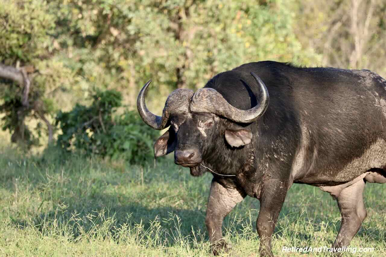 Buffalo - Big Five - Close Animal Encounters At Sabi Sabi Private Game Reserve