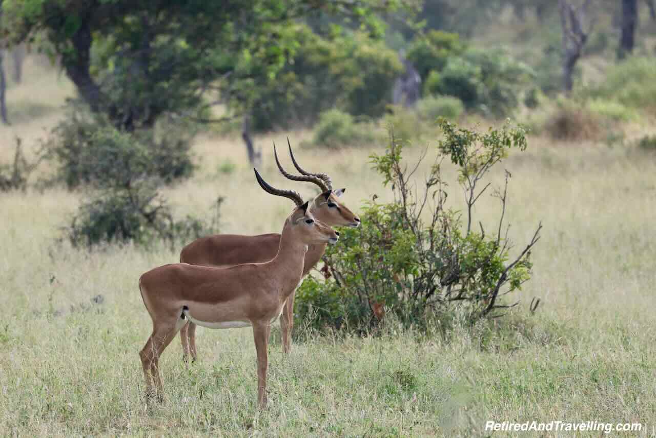 Antelope - Impala