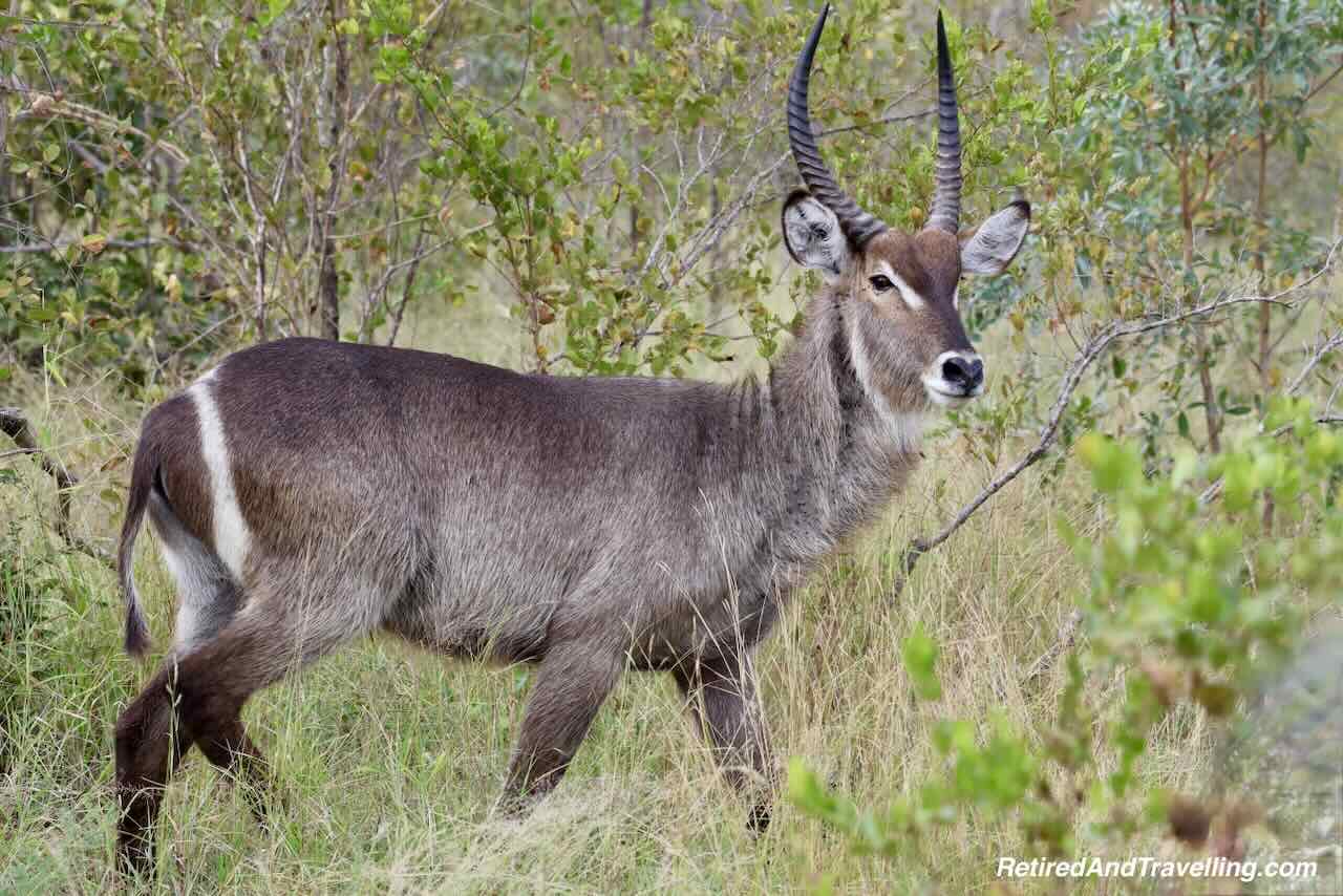 Antelope - Eland - Close Animal Encounters At Sabi Sabi Private Game Reserve