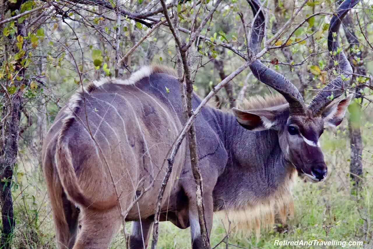 Antelope - Kudo