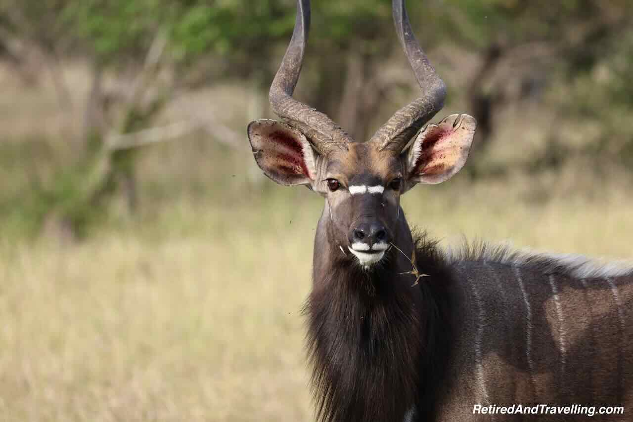 Antelope - Nyala - Close Animal Encounters At Sabi Sabi Private Game Reserve