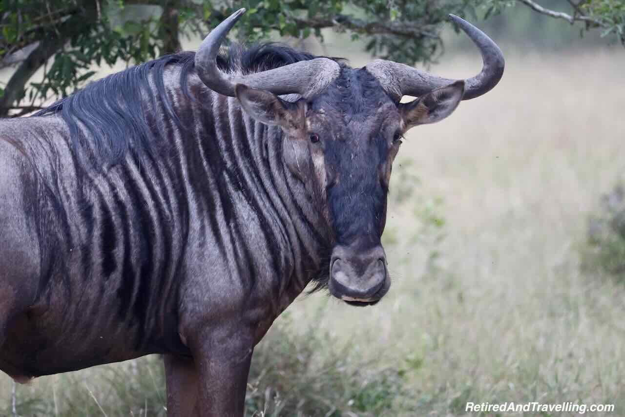 Antelope - Wildebeest - Close Animal Encounters At Sabi Sabi Private Game Reserve