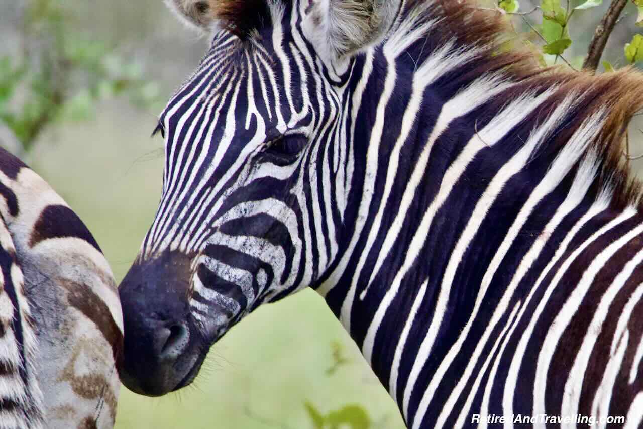 Zebra - Close Animal Encounters At Sabi Sabi Private Game Reserve