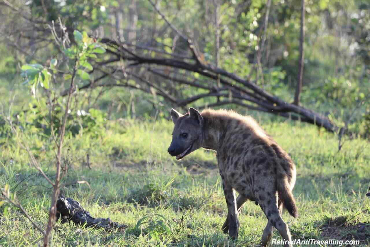 Predators Hyenas - Close Animal Encounters At Sabi Sabi Private Game Reserve
