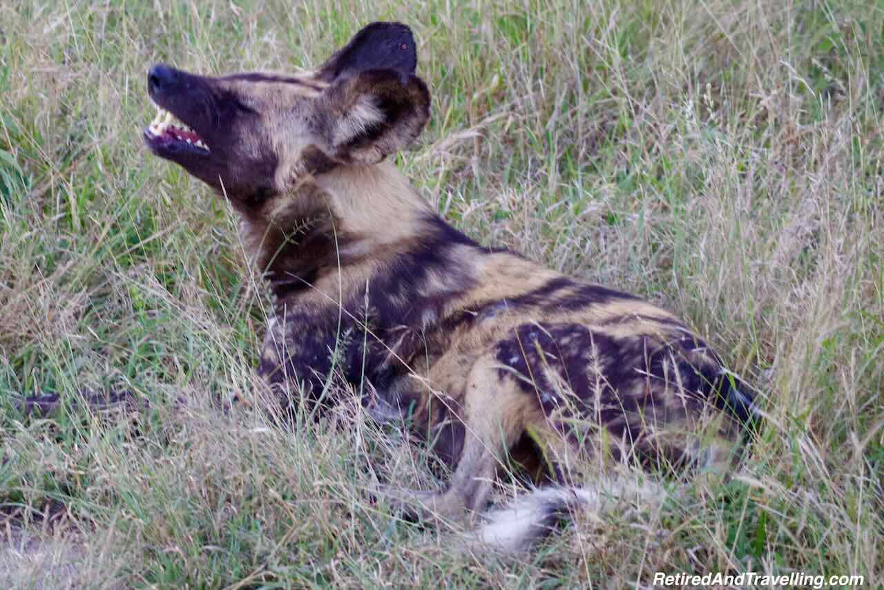 Predators Wild Dogs - Close Animal Encounters At Sabi Sabi Private Game Reserve