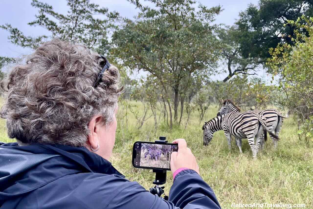 Zebras With iPhone