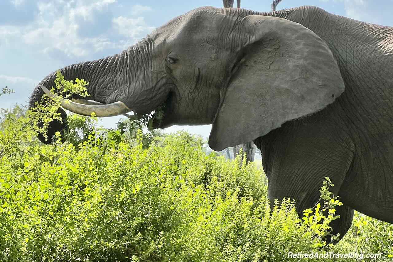 Elephant Resort Patio - Close Animal Encounters At Sabi Sabi Private Game Reserve
