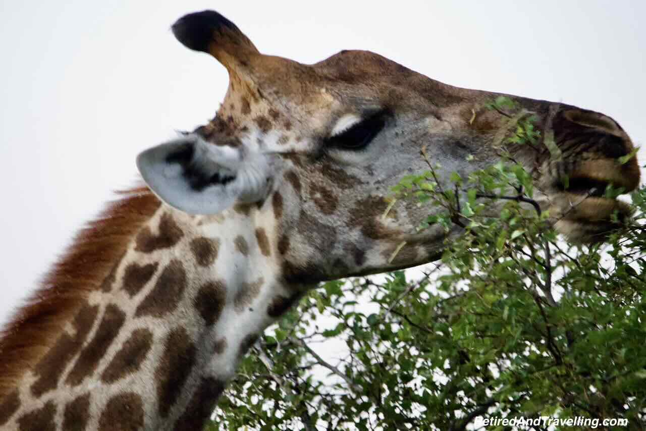 Giraffe - Close Animal Encounters At Sabi Sabi Private Game Reserve