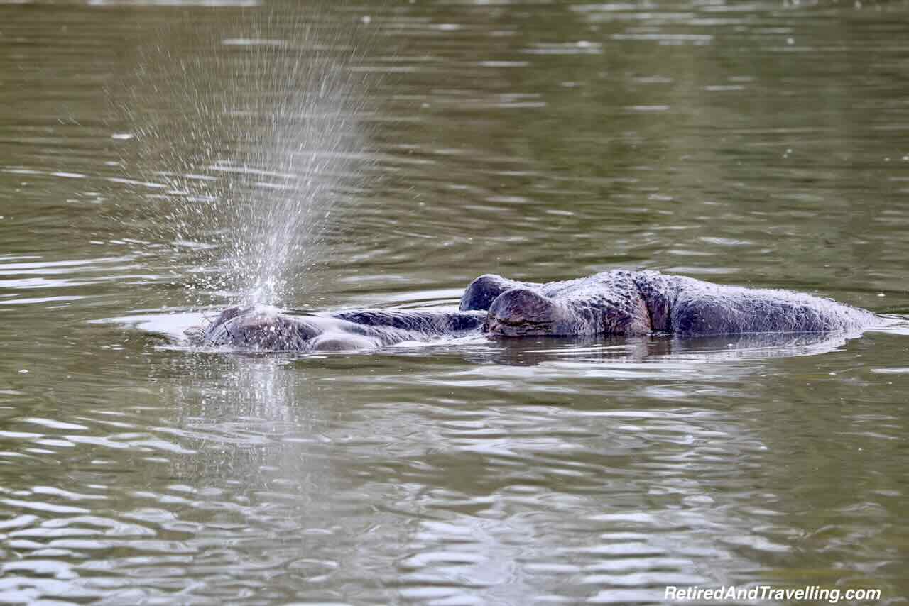 Hippo Snort Water - Close Animal Encounters At Sabi Sabi Private Game Reserve