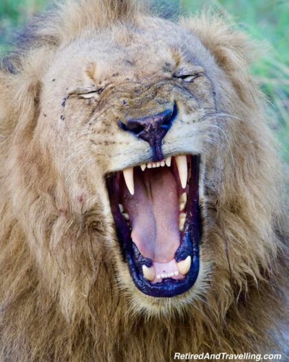 Lion Teeth - Close Animal Encounters At Sabi Sabi Private Game Reserve
