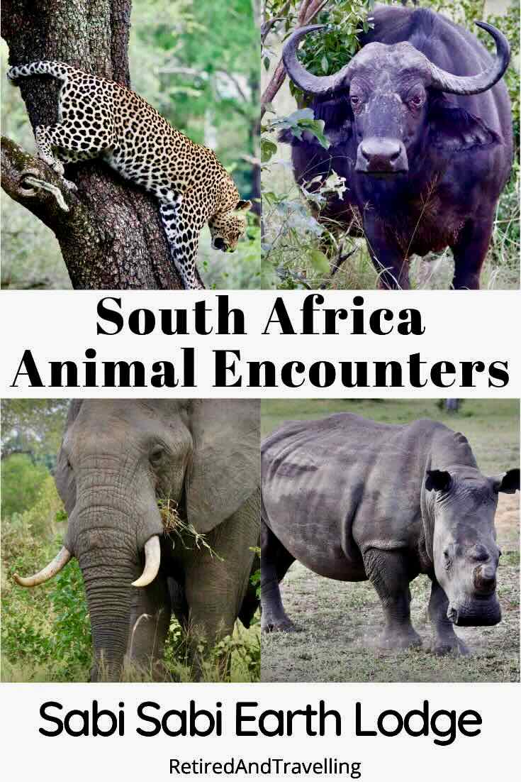 Close Animal Encounters At Sabi Sabi Private Game Reserve