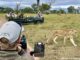 Close Animal Encounters At Sabi Sabi Private Game Reserve Near Kruger in South Africa