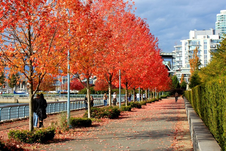 bright red colourful autumn trees in Yaletown Seawall Vancouver