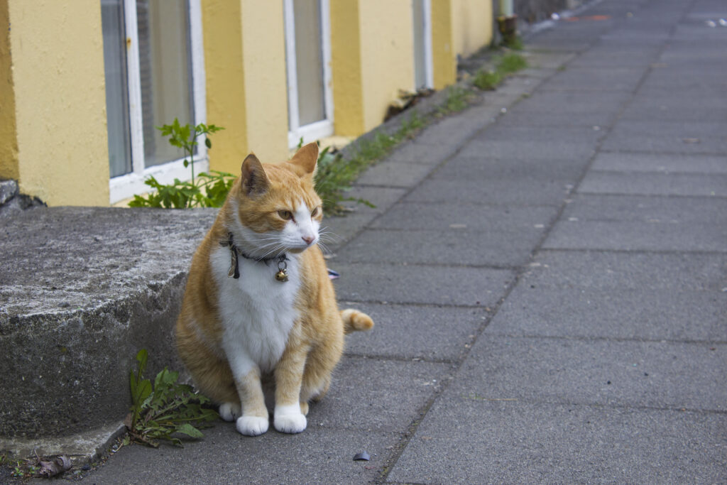 Cats in Reykjavik