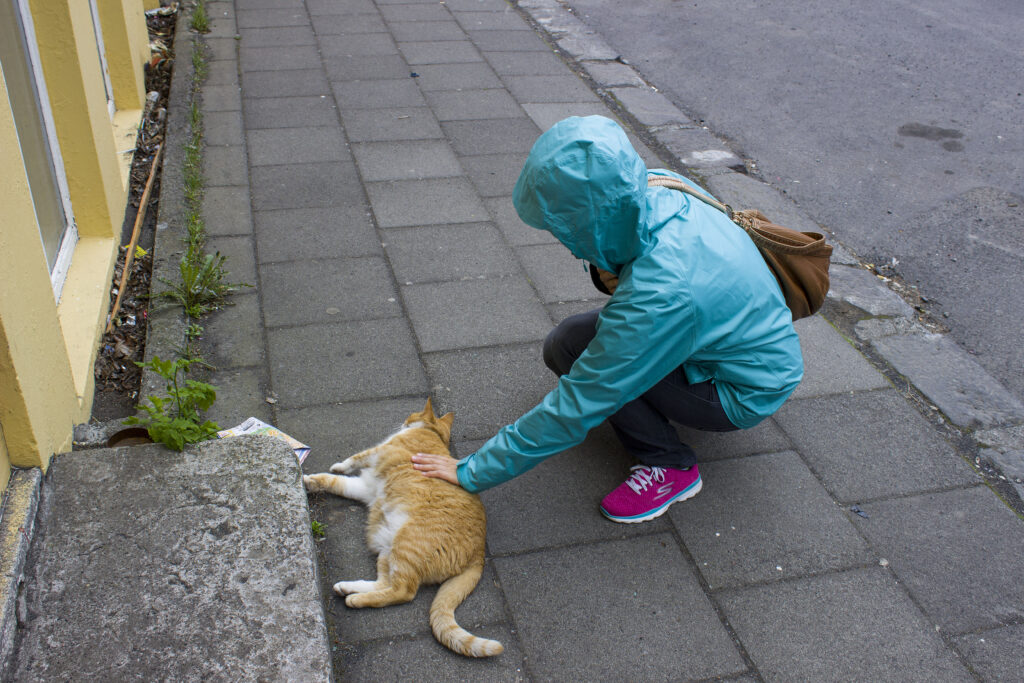 Cats in Reykjavik