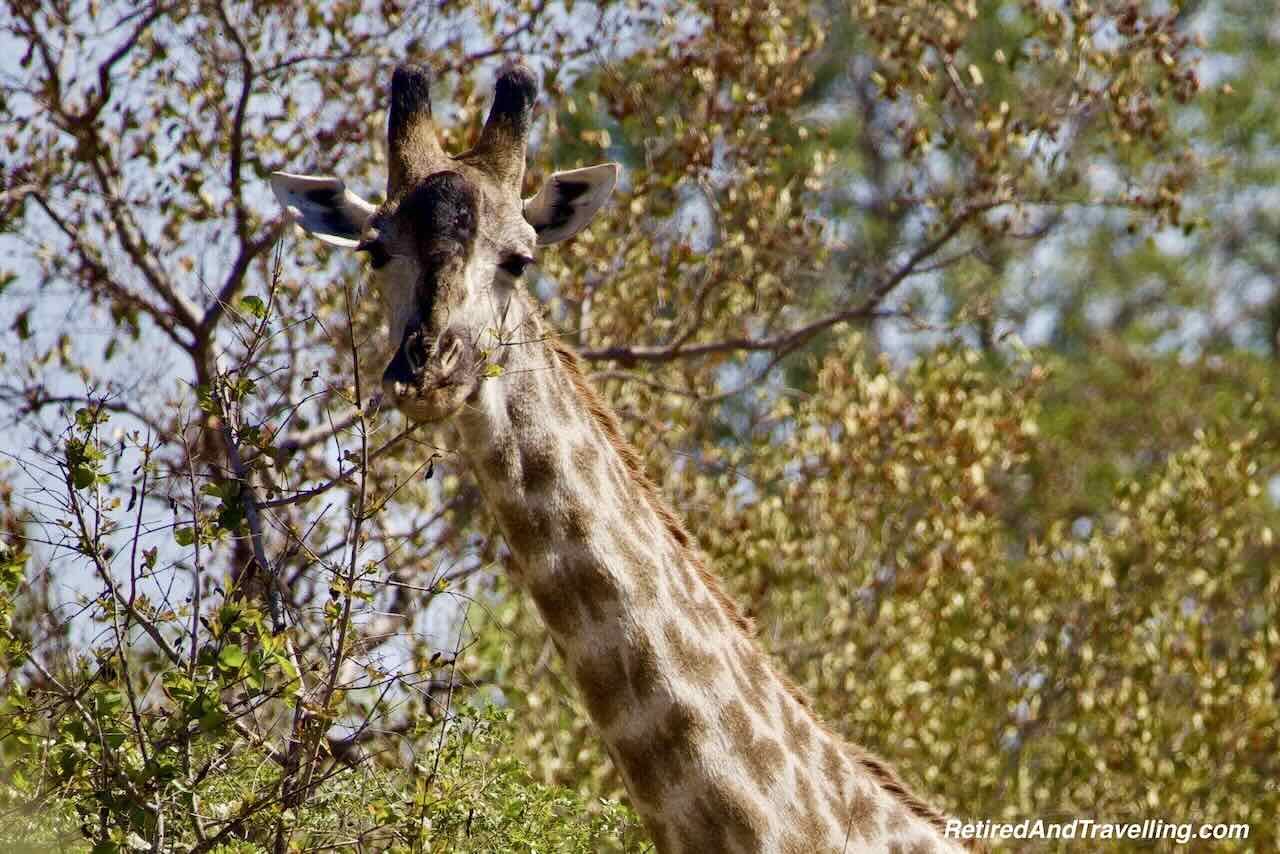 Giraffe On Resort - Safari Lodge Stay In Zambia At Thorntree River Lodge