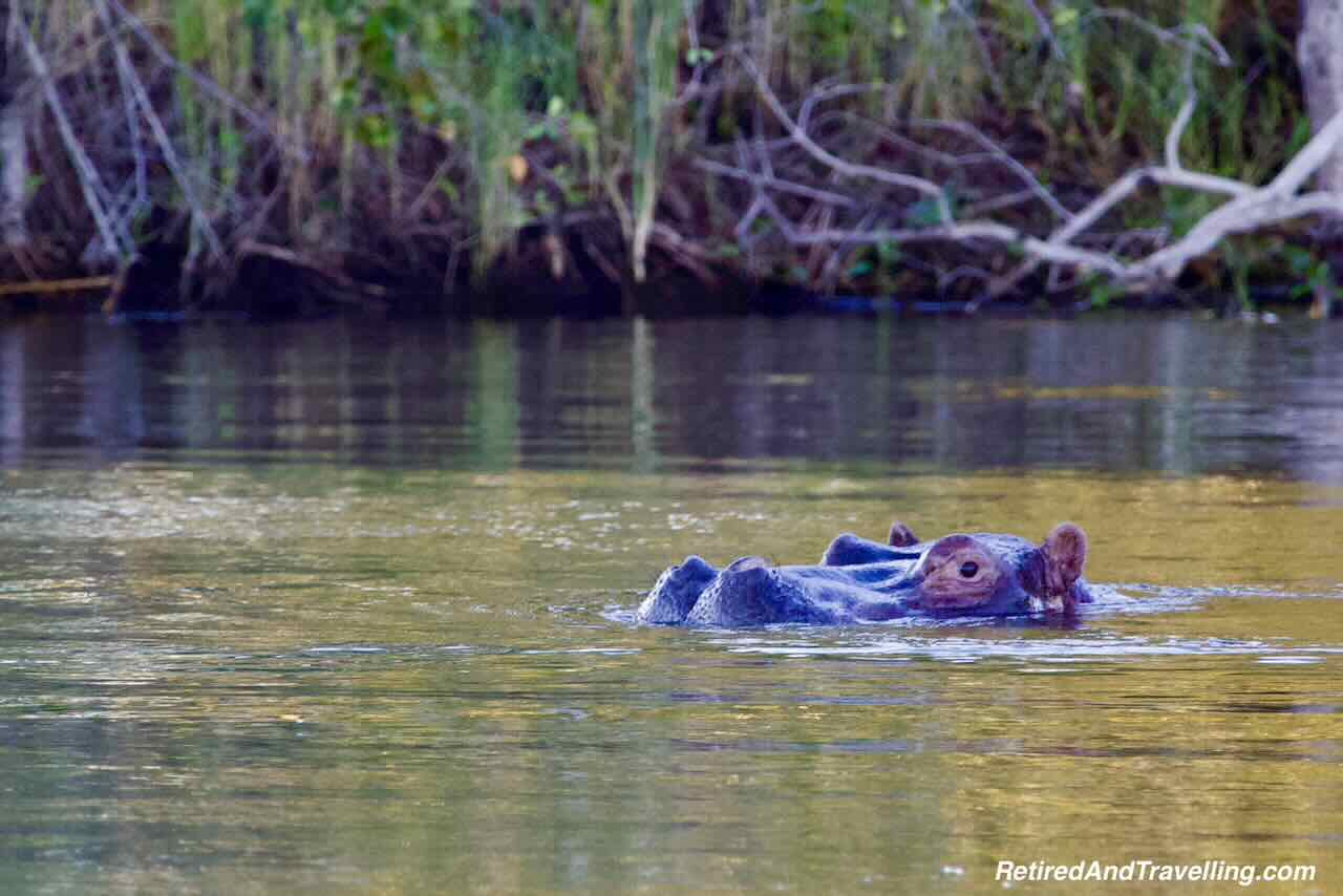 Hippos on Zambezi River - Safari Lodge Stay In Zambia At Thorntree River Lodge