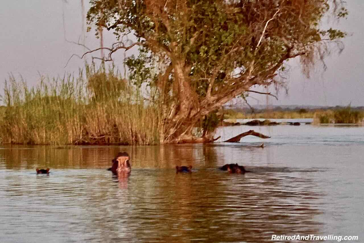 Hippos on Zambezi River