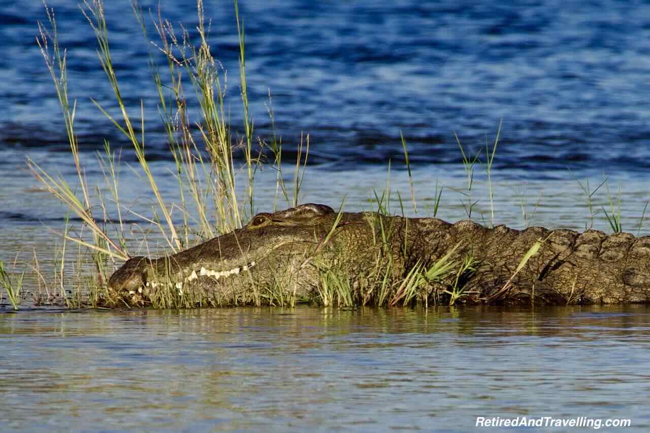 Crocodile on Zambezi River - Safari Lodge Stay In Zambia At Thorntree River Lodge