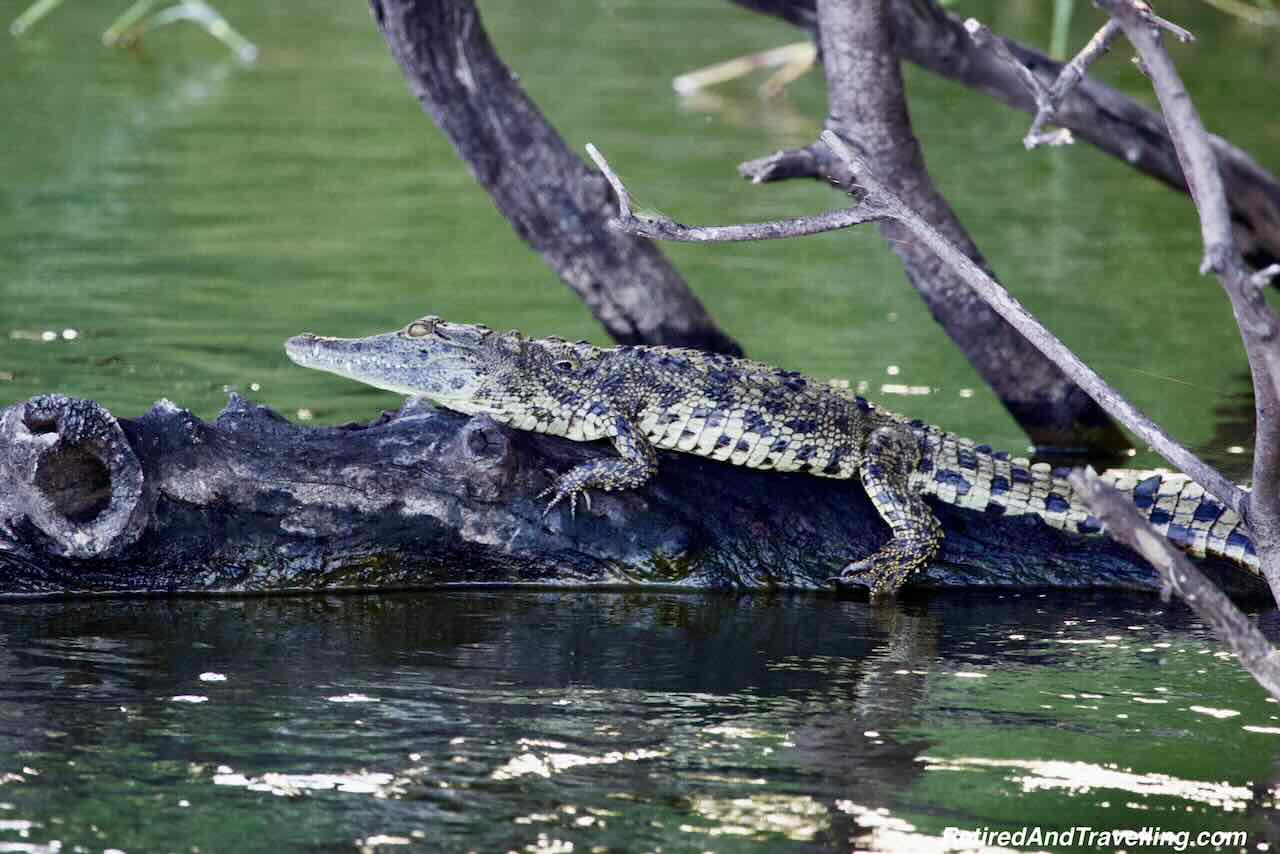 Crocodile on Zambezi River - Safari Lodge Stay In Zambia At Thorntree River Lodge