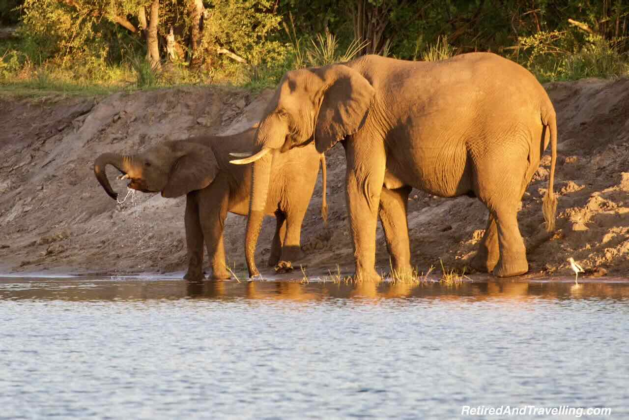 Elephants on Zambezi River - Safari Lodge Stay In Zambia At Thorntree River Lodge