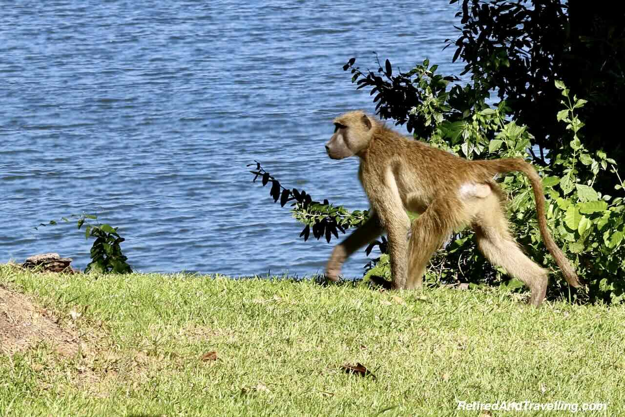 Baboon On Resort