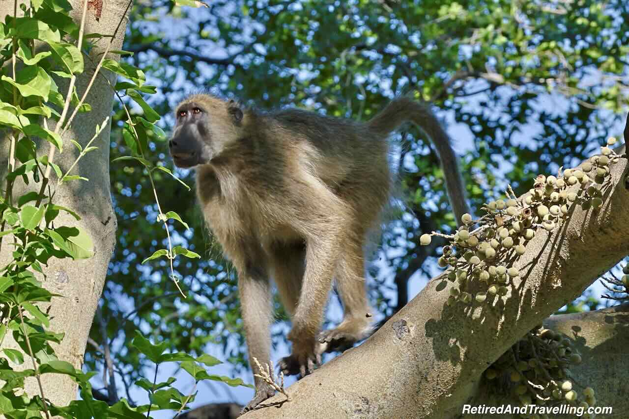 Baboon On Resort - Safari Lodge Stay In Zambia At Thorntree River Lodge