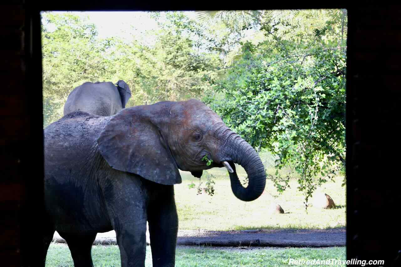 Elephant in Library