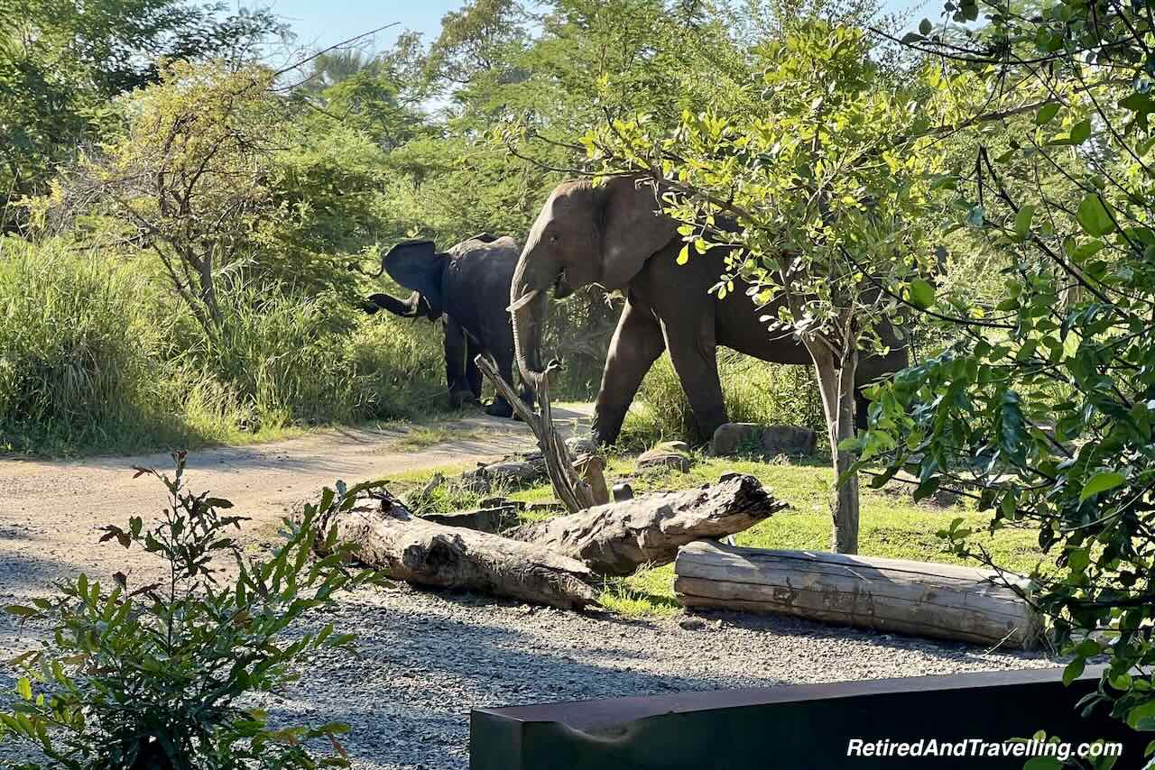 Elephants on Resort