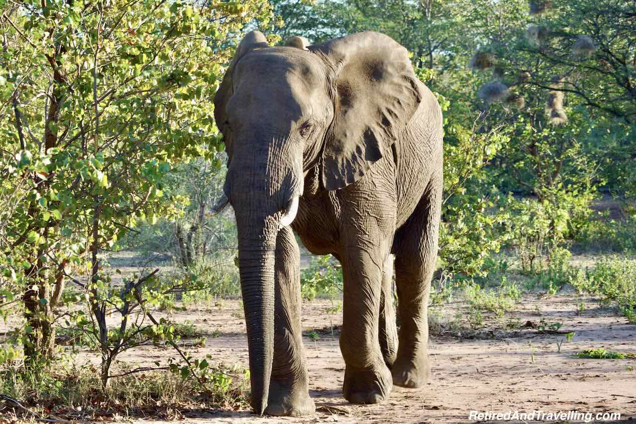 Elephants Walking