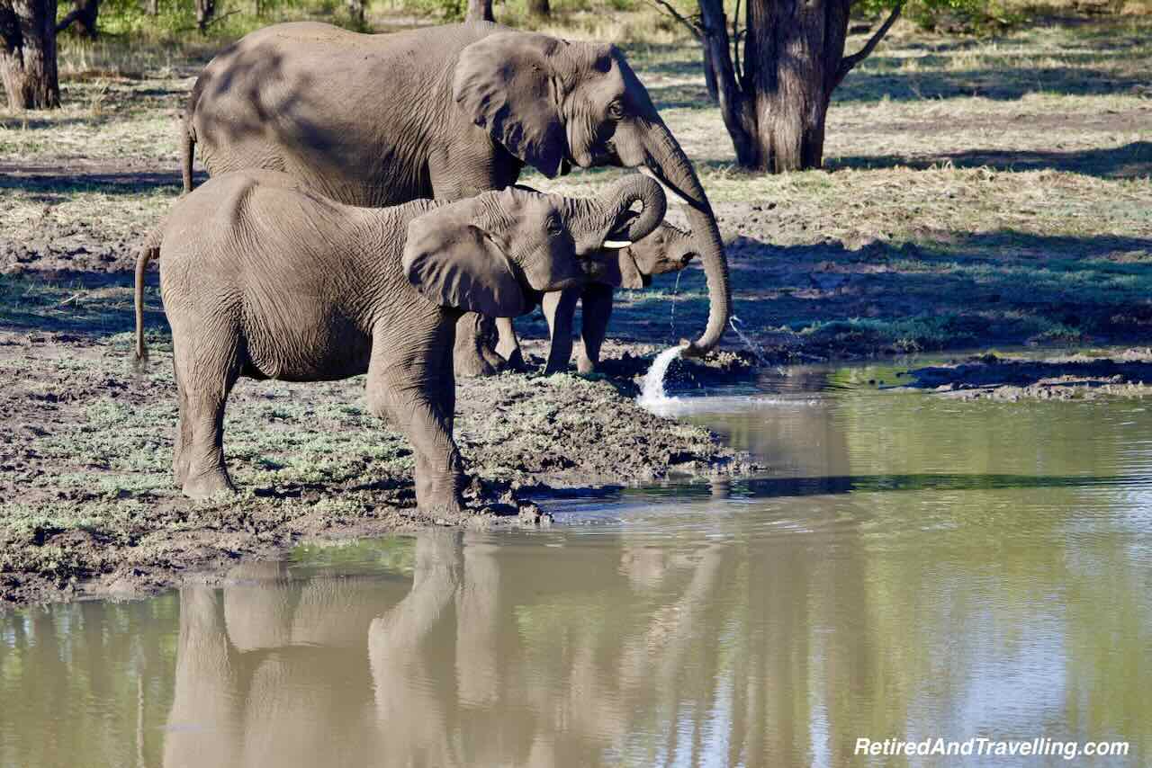 Elephants at Pond - Safari Lodge Stay In Zambia At Thorntree River Lodge