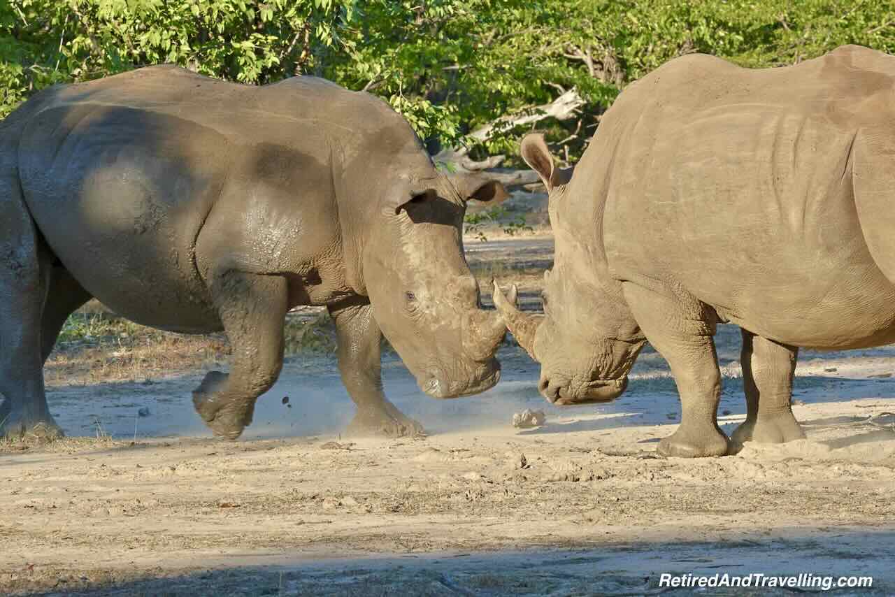 Rhino Group - Safari Lodge Stay In Zambia At Thorntree River Lodge