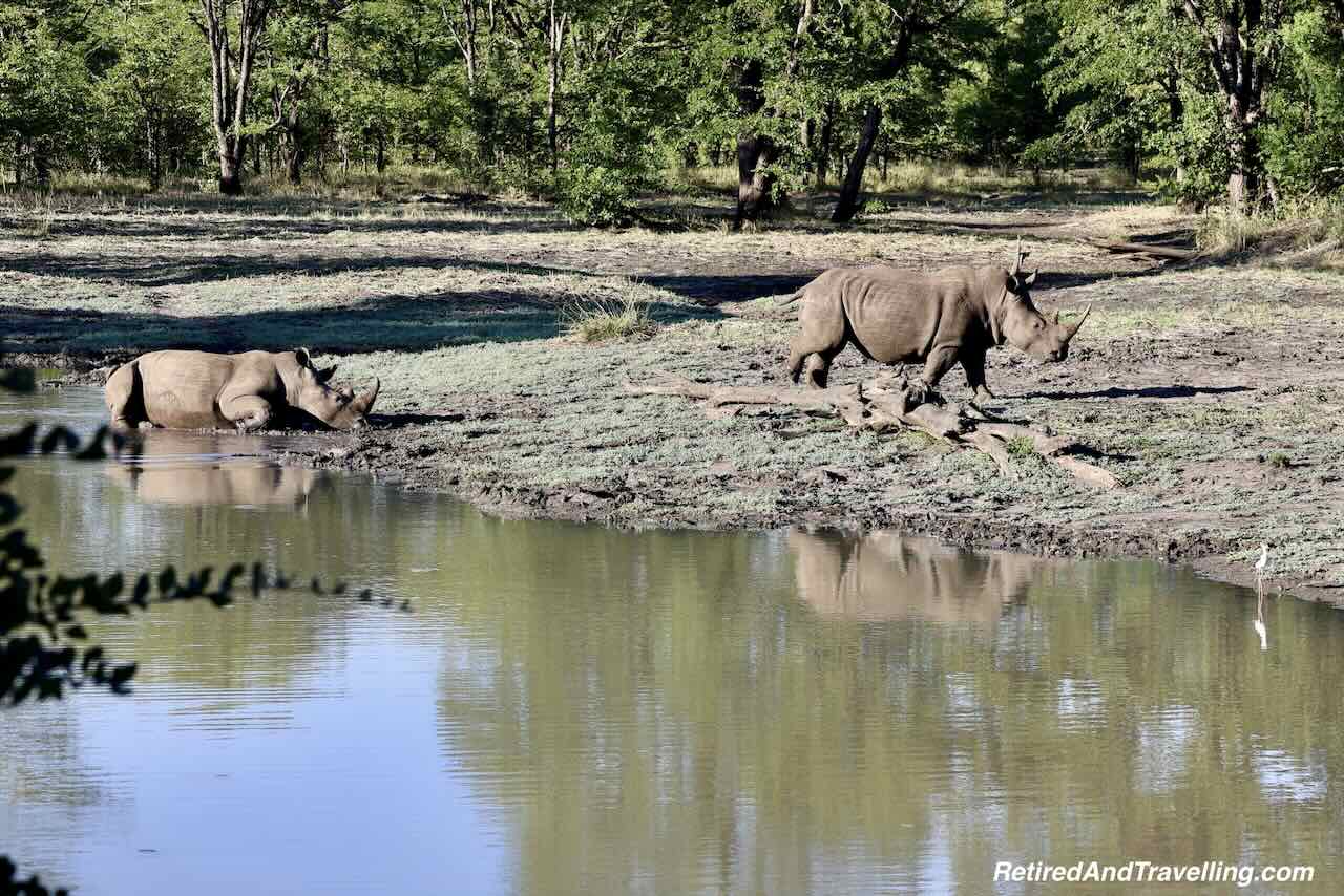 Rhinos by Pond