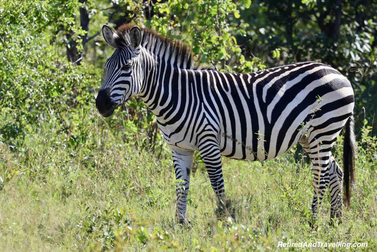 Zebra - Safari Lodge Stay In Zambia At Thorntree River Lodge