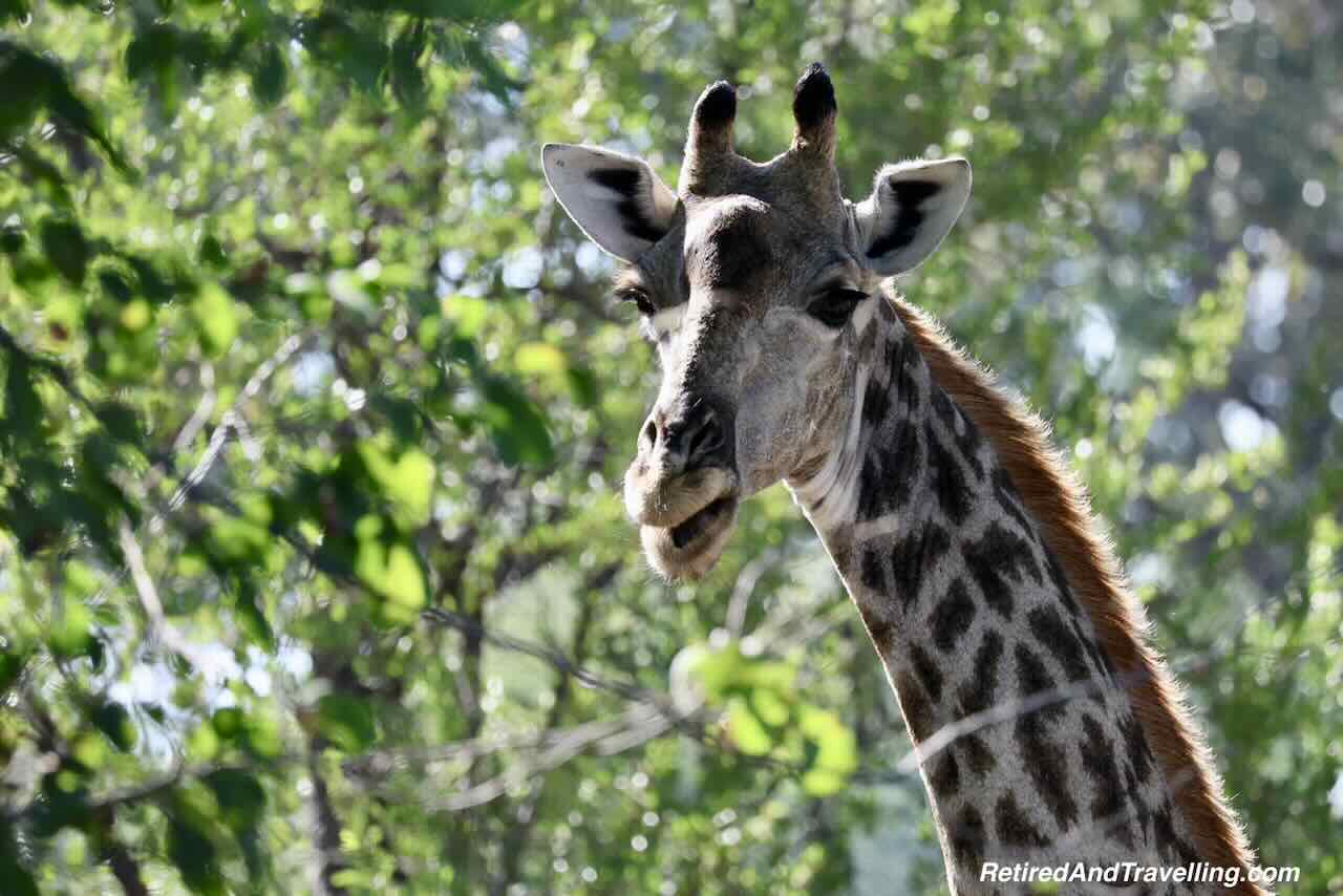 Giraffe - Safari Lodge Stay In Zambia At Thorntree River Lodge