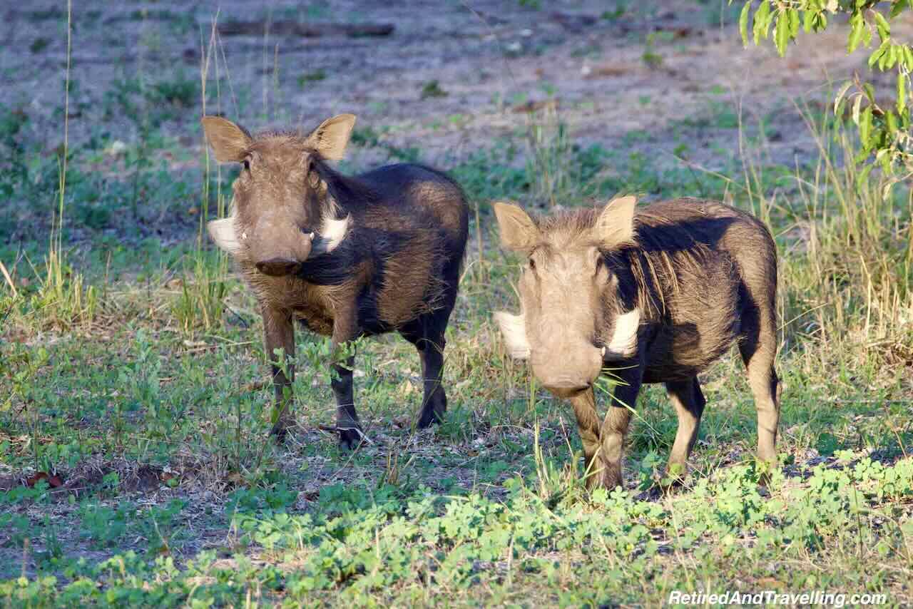 Warthog - Safari Lodge Stay In Zambia At Thorntree River Lodge