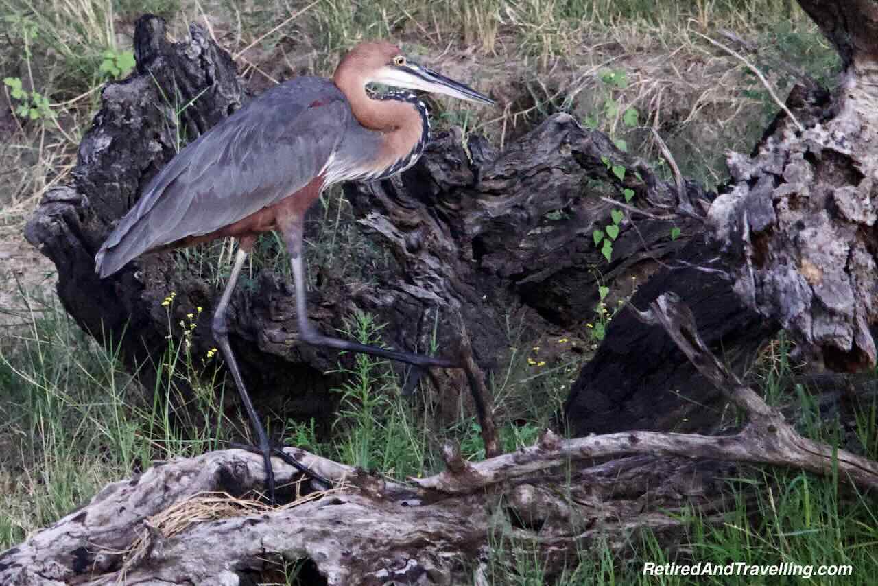 Zambezi River Birds - Safari Lodge Stay In Zambia At Thorntree River Lodge