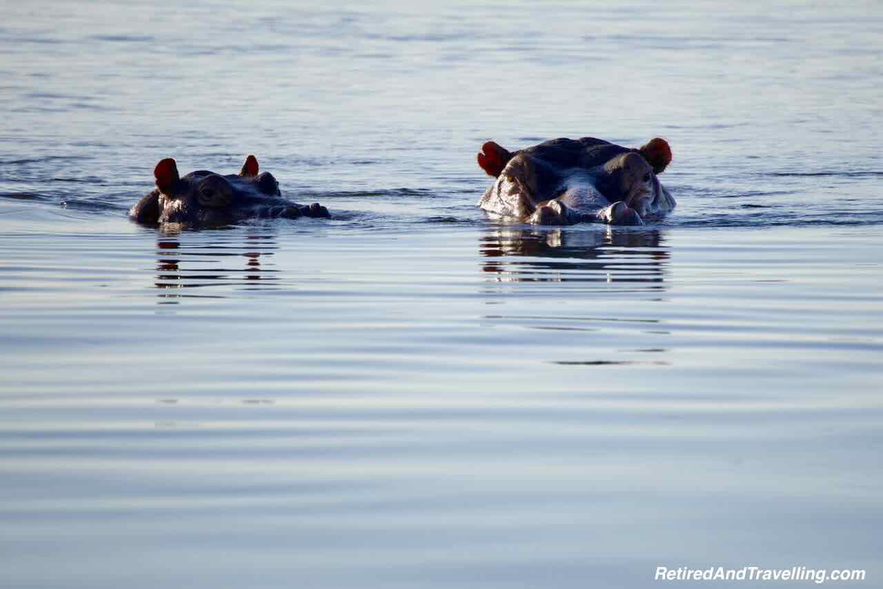 Zambezi River Hippos - Safari Lodge Stay In Zambia At Thorntree River Lodge