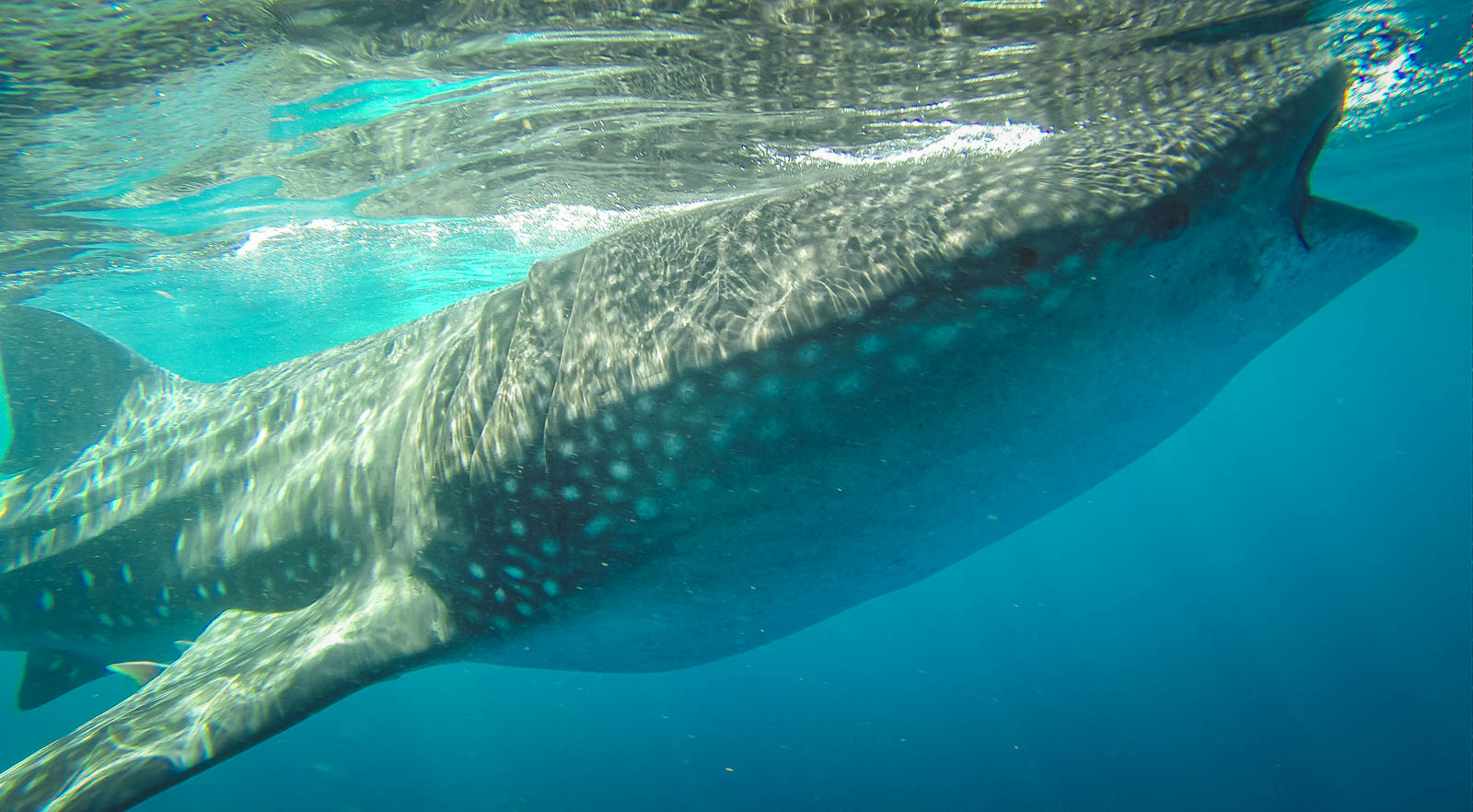 Cancun Mexico Whale Sharks