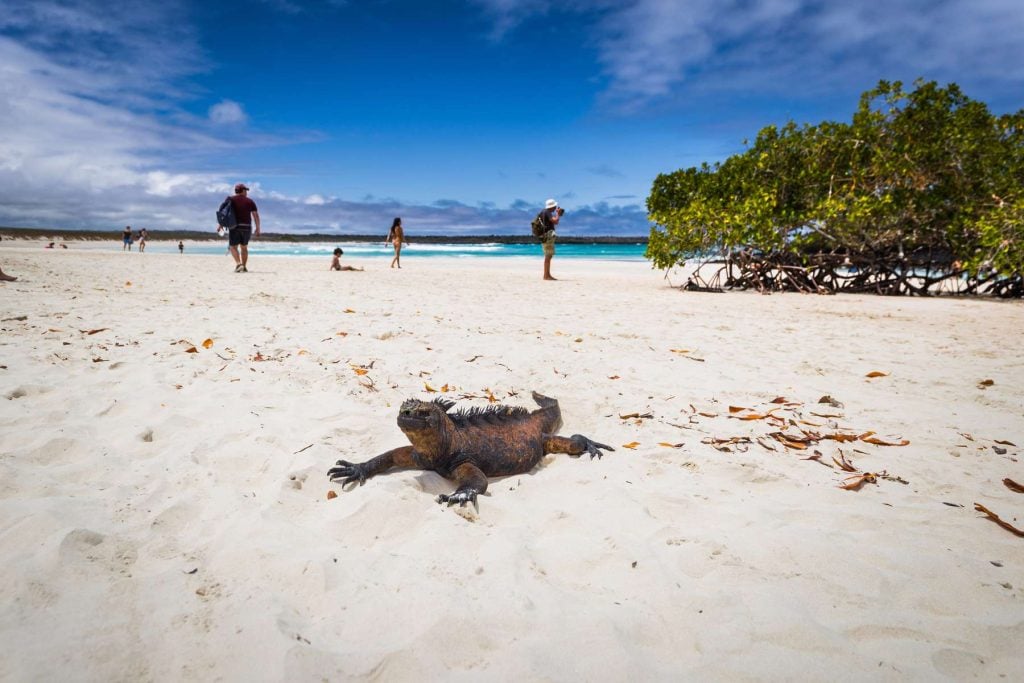 Marine Iguanas in Tortuga Bay Santa Cruz Galapagos