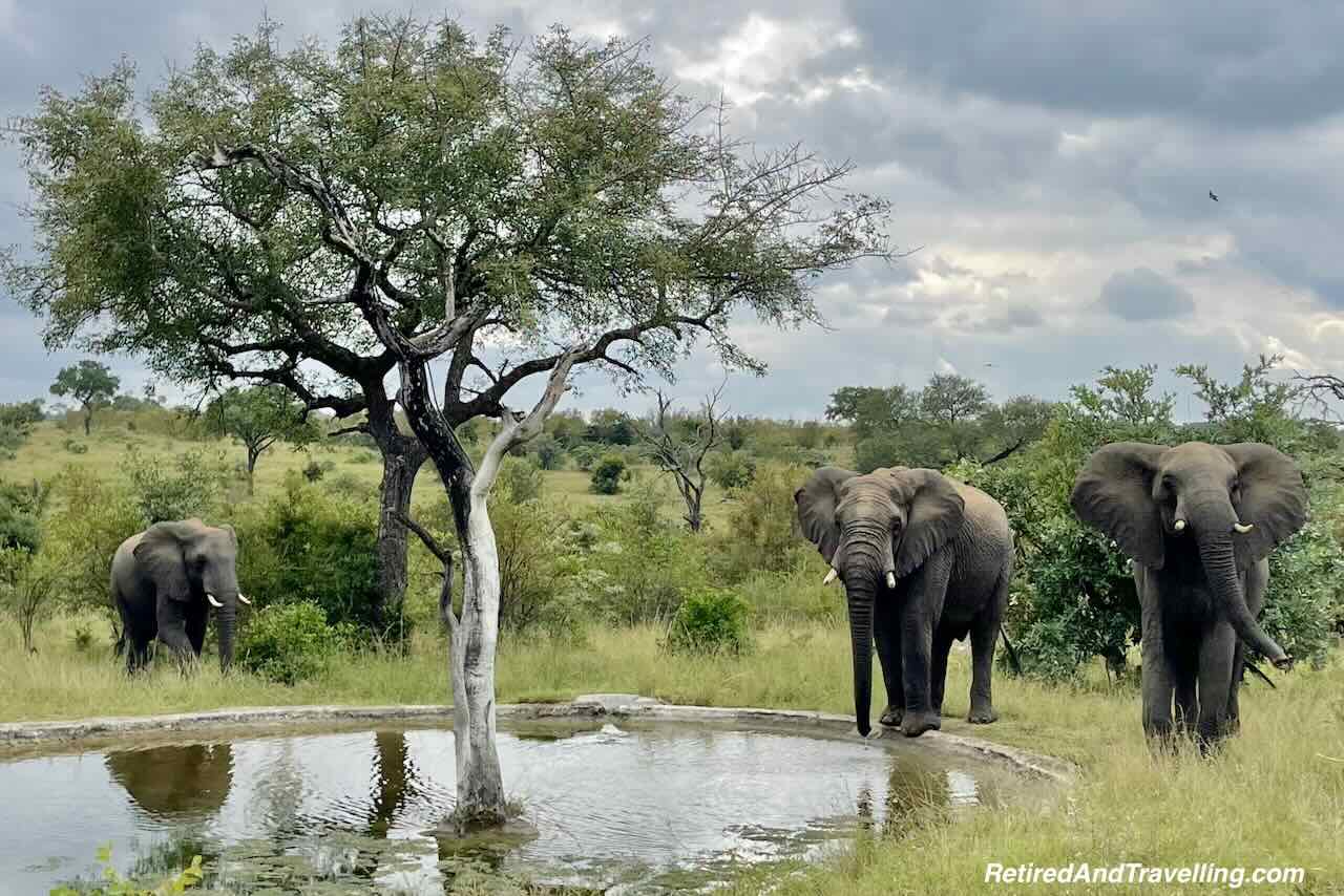 Elephant Resort Pond - Luxury Safari Stay At Sabi Sabi Earth Lodge in South Africa