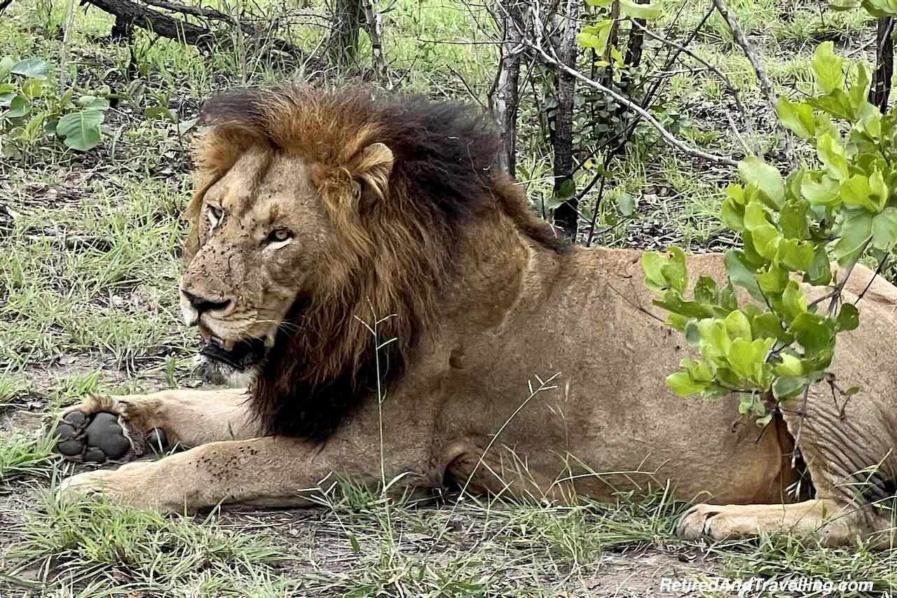 Lazing Lions