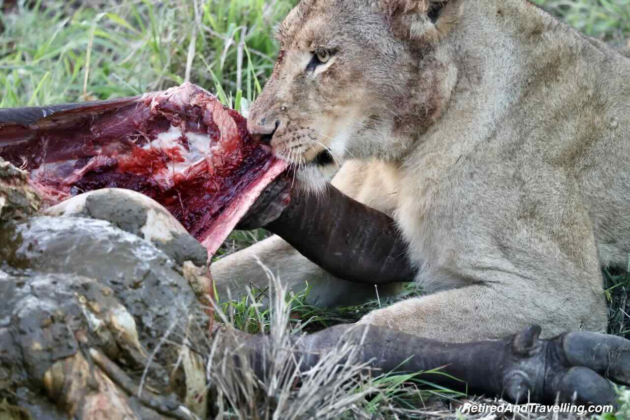 Lion Buffalo Kill