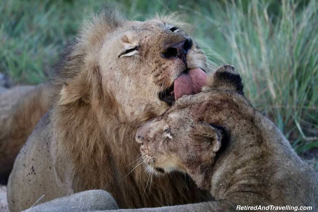 Lion Buffalo Kill Cleaning - Luxury Safari Stay At Sabi Sabi Earth Lodge in South Africa