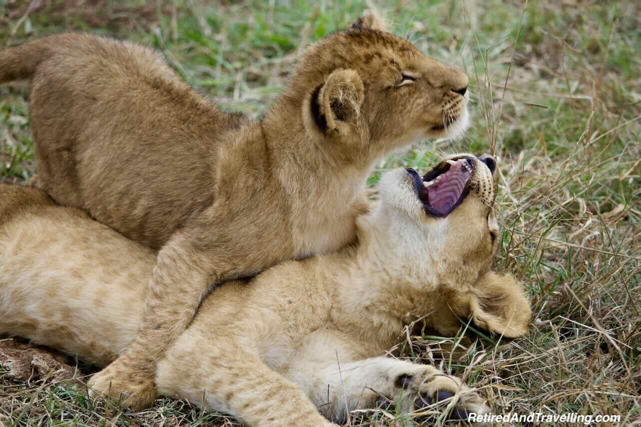 Lion Family Play - Luxury Safari Stay At Sabi Sabi Earth Lodge in South Africa