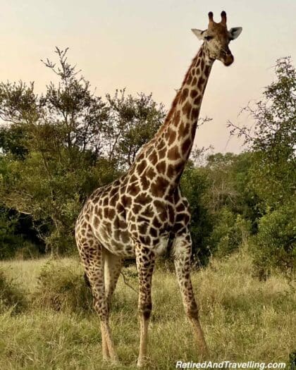 Giraffe - Luxury Safari Stay At Sabi Sabi Earth Lodge in South Africa