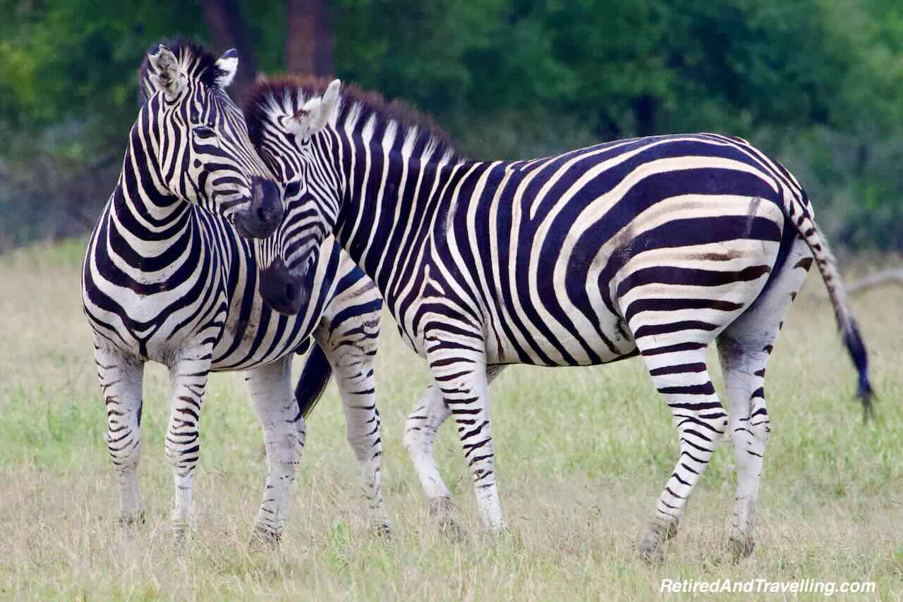 Zebrav