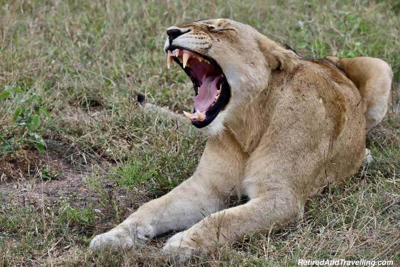 Lion Buffalo Kill - Luxury Safari Stay At Sabi Sabi Earth Lodge in South Africa